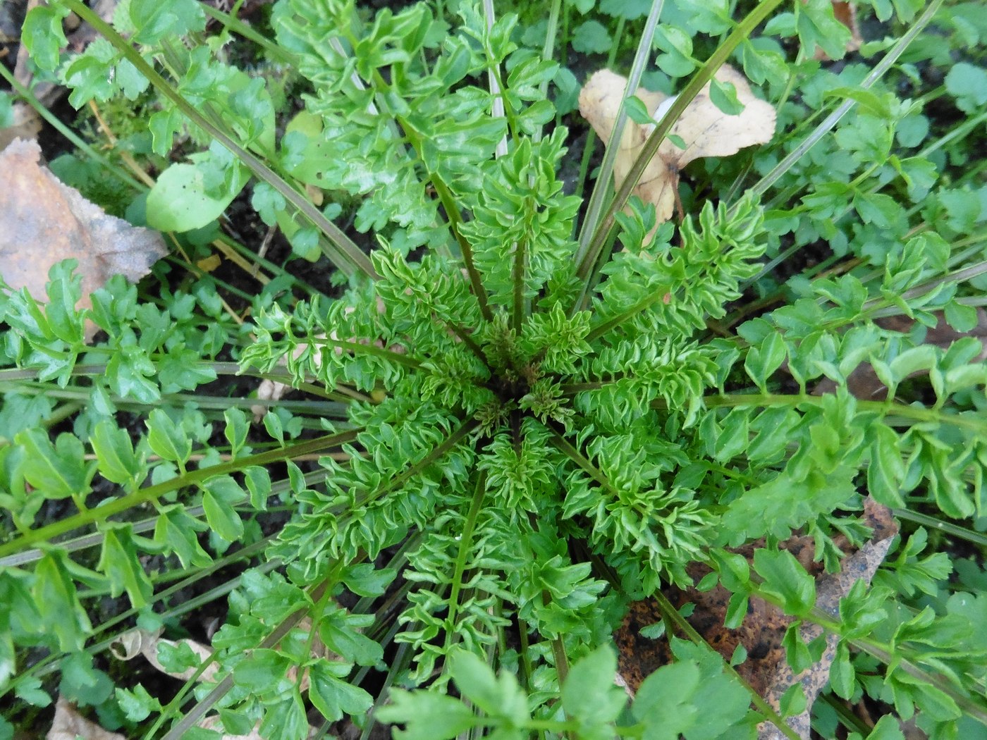 Image of Cardamine impatiens specimen.