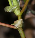 genus Begonia