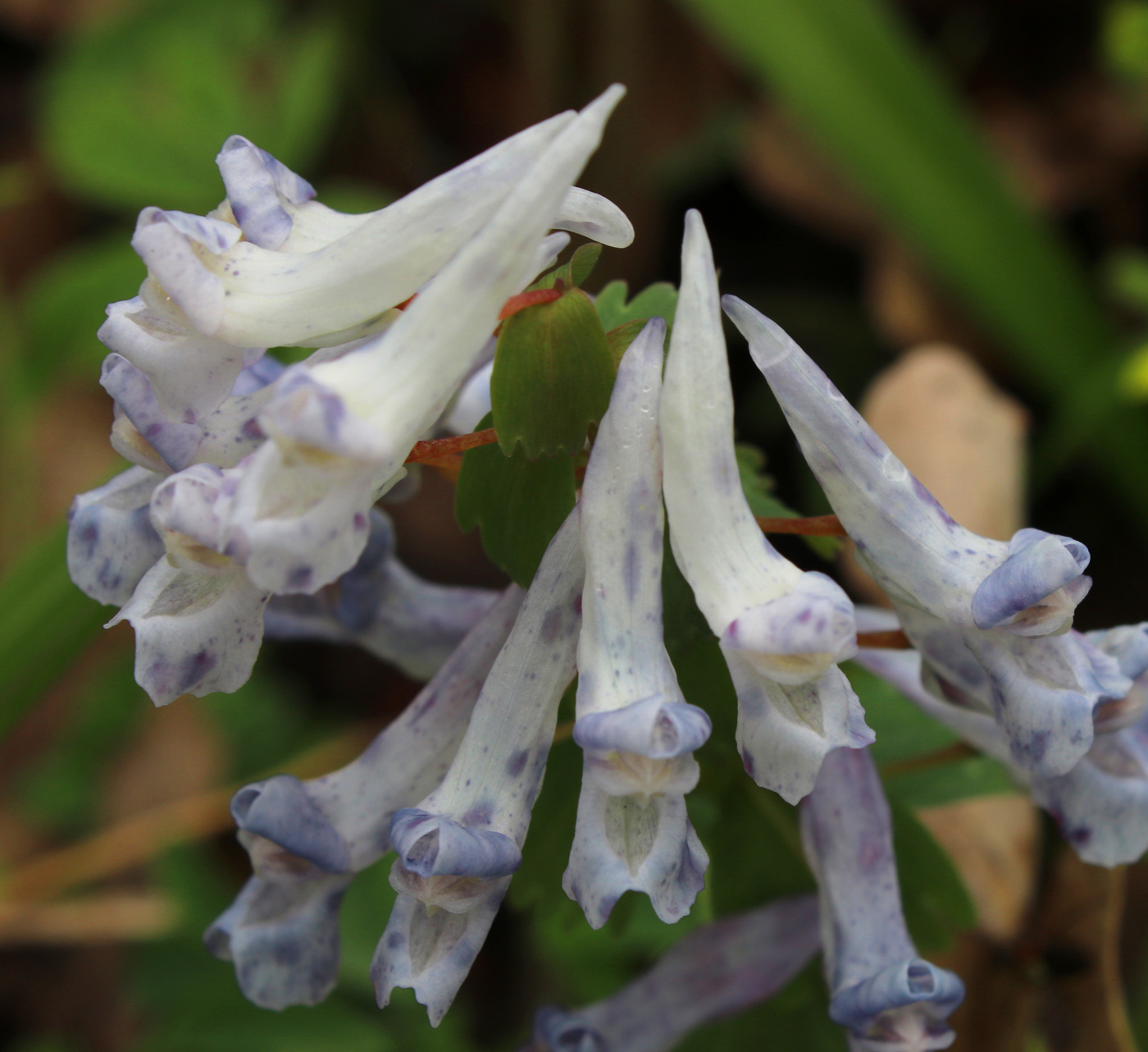 Image of Corydalis solida specimen.