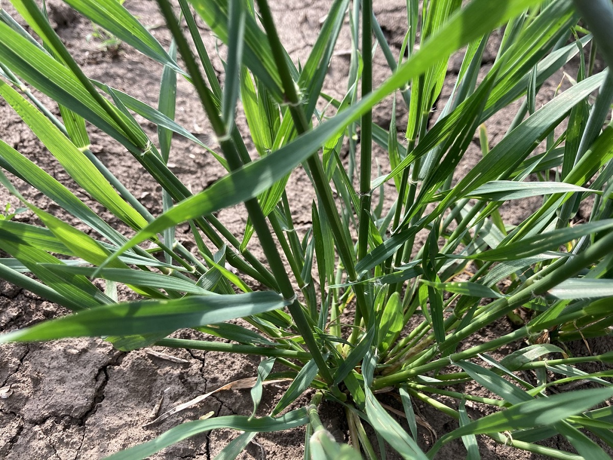 Изображение особи семейство Poaceae.