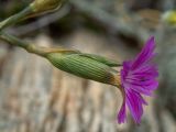 Dianthus diffusus