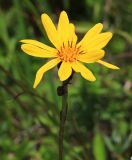 Ligularia calthifolia