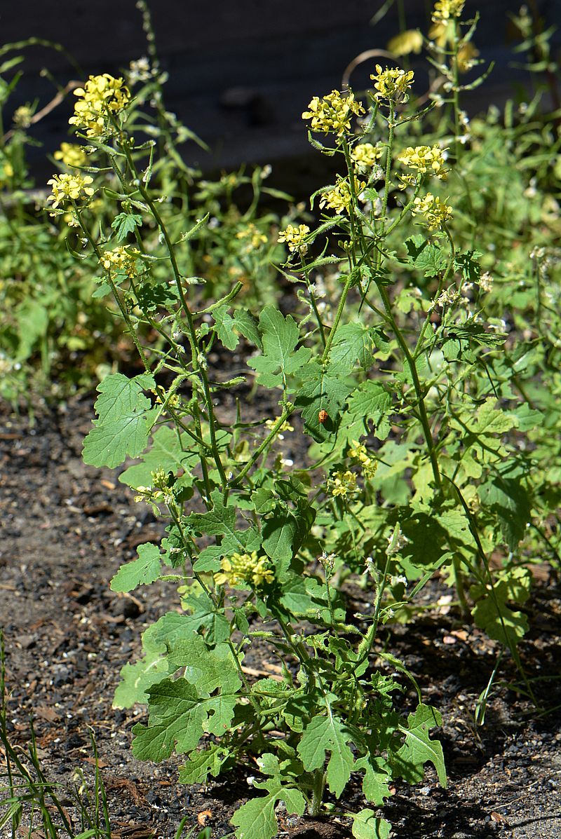 Image of Sinapis alba specimen.