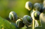 Quercus robur. Соплодие с незрелыми плодами. Санкт-Петербург, Петроградский р-н, ЦПКиО им. С.М. Кирова, близ р. Средняя Невка. 15.07.2021.