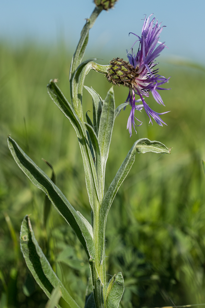 Изображение особи Centaurea czerkessica.