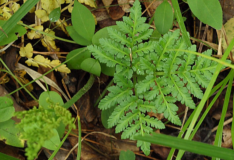 Image of Botrychium robustum specimen.