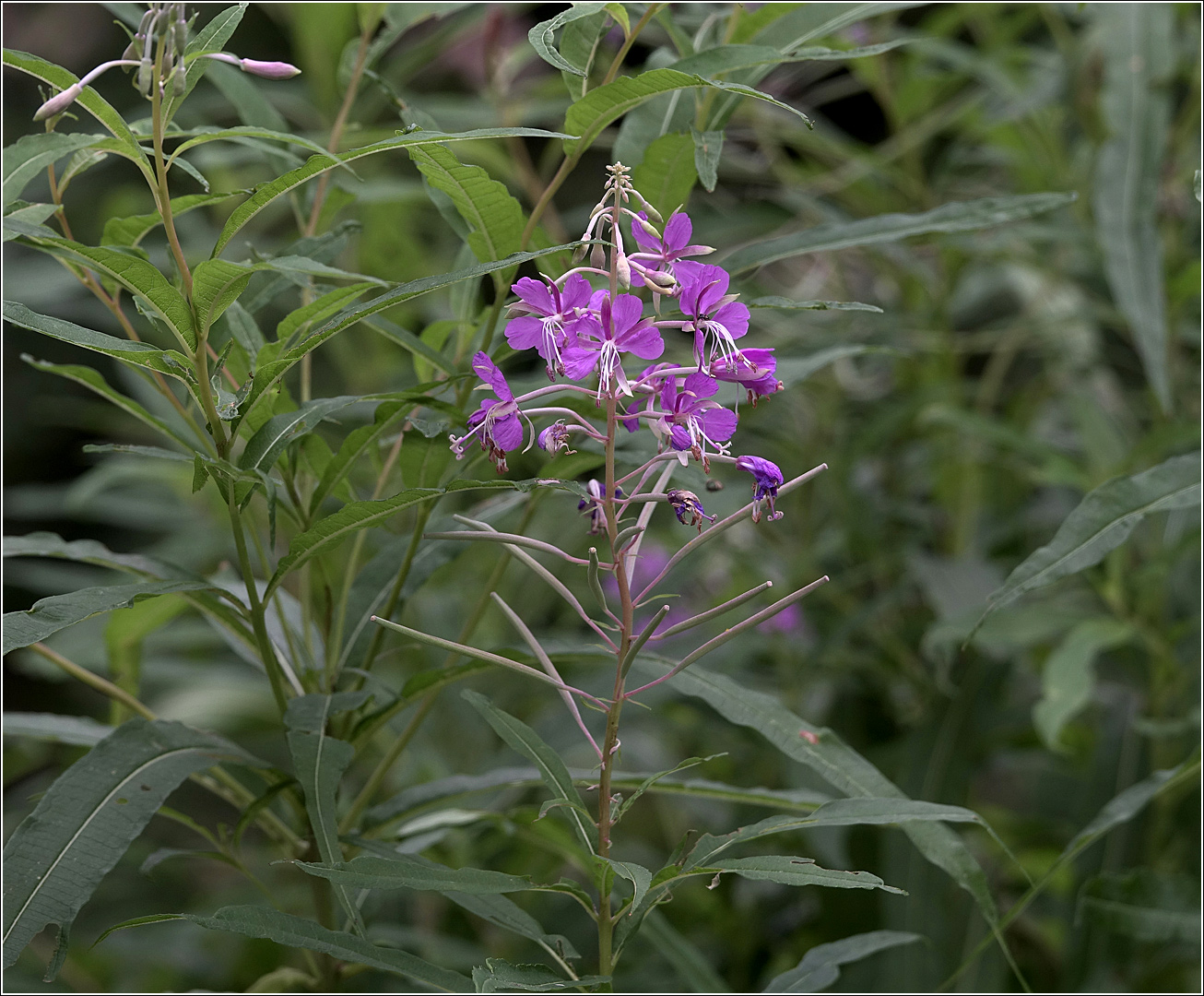 Image of Chamaenerion angustifolium specimen.