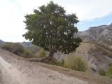 Acer campestre