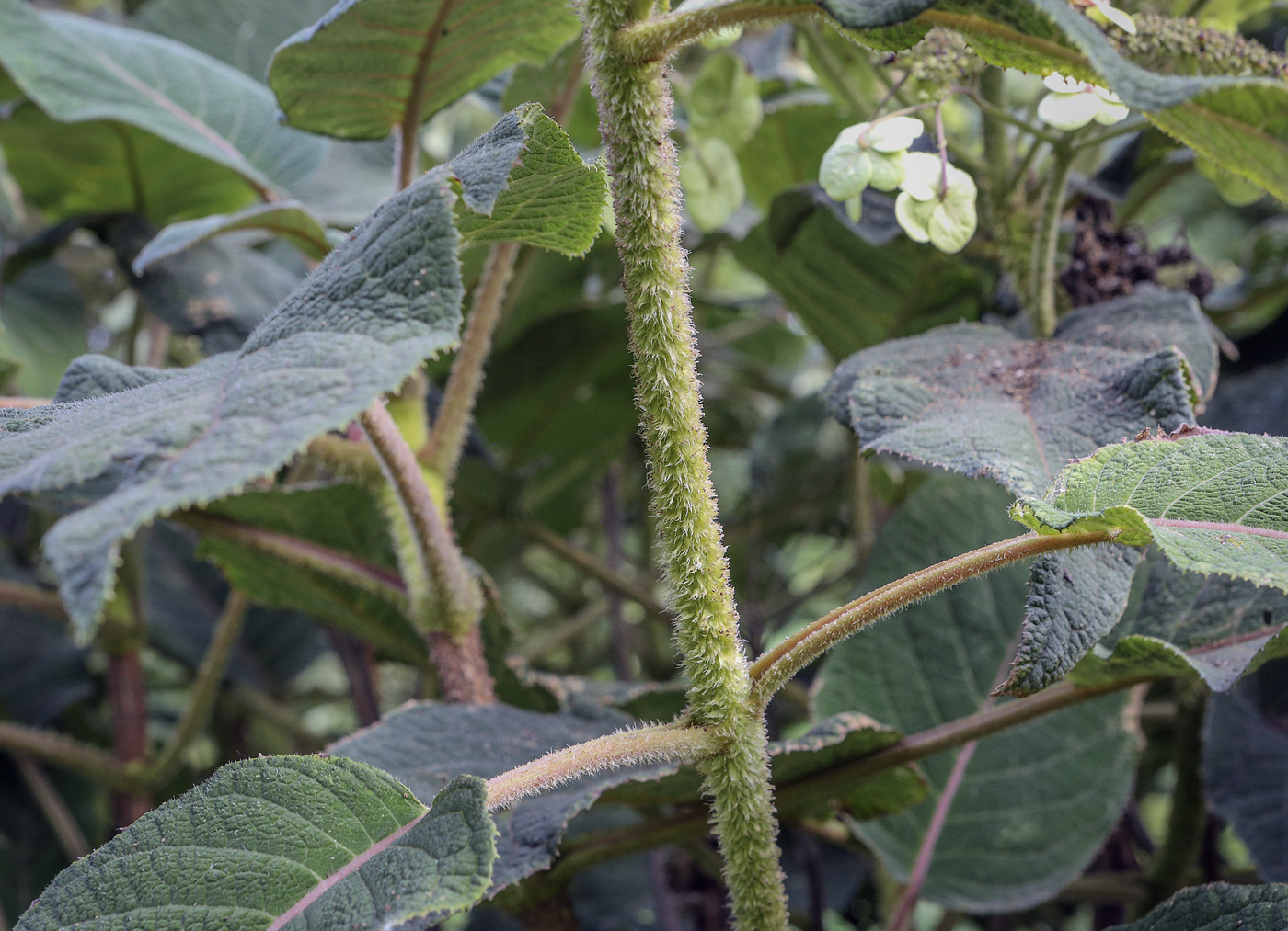 Image of Hydrangea aspera ssp. sargentiana specimen.