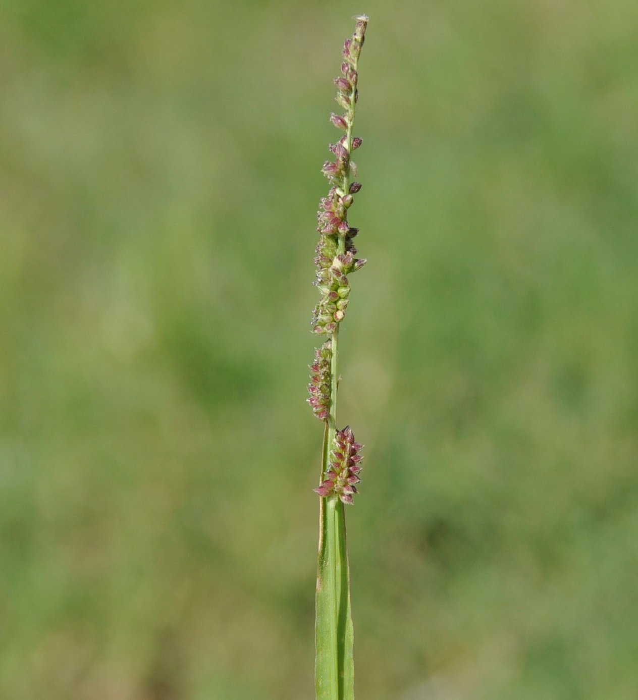 Image of genus Echinochloa specimen.