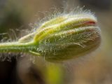 Crepis rhoeadifolia