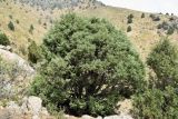 Juniperus seravschanica