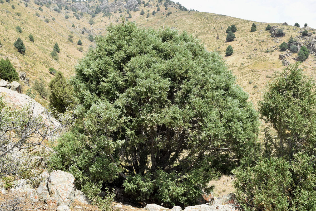 Изображение особи Juniperus seravschanica.