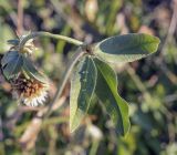 Trifolium montanum. Лист. Республика Удмуртия, Каракулинский р-н, Ныргындинское сельское поселение, дер. Зуевы Ключи, разнотравный луг. 08.10.2021.