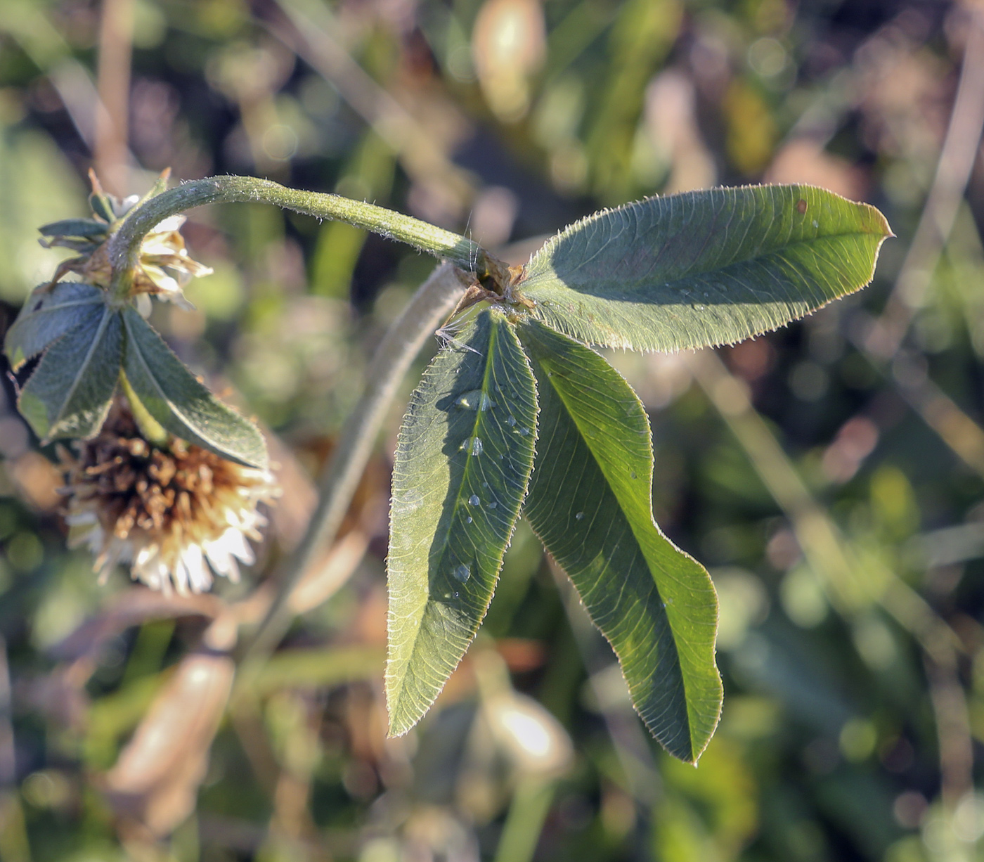 Изображение особи Trifolium montanum.