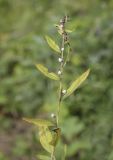 Lithospermum officinale