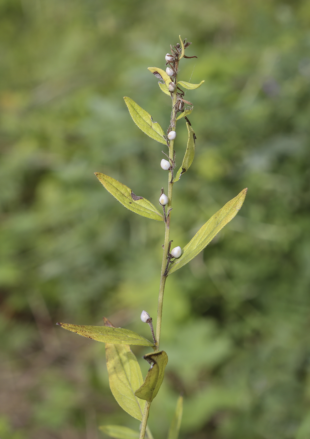 Image of Lithospermum officinale specimen.