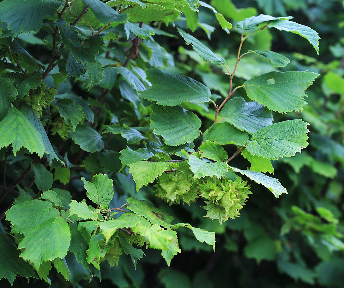 Изображение особи Corylus heterophylla.