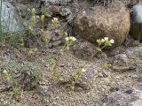 Cerastium brachypetalum ssp. tauricum