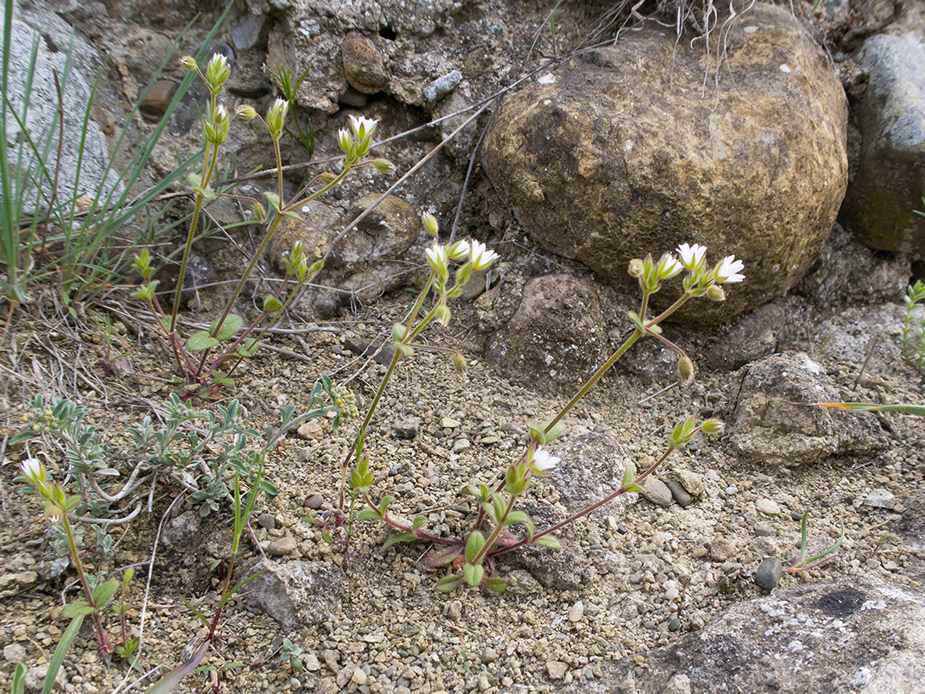 Image of Cerastium brachypetalum ssp. tauricum specimen.