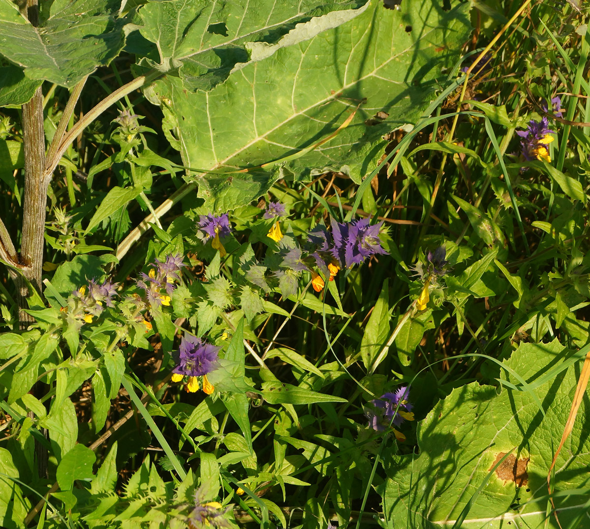 Изображение особи Melampyrum nemorosum.