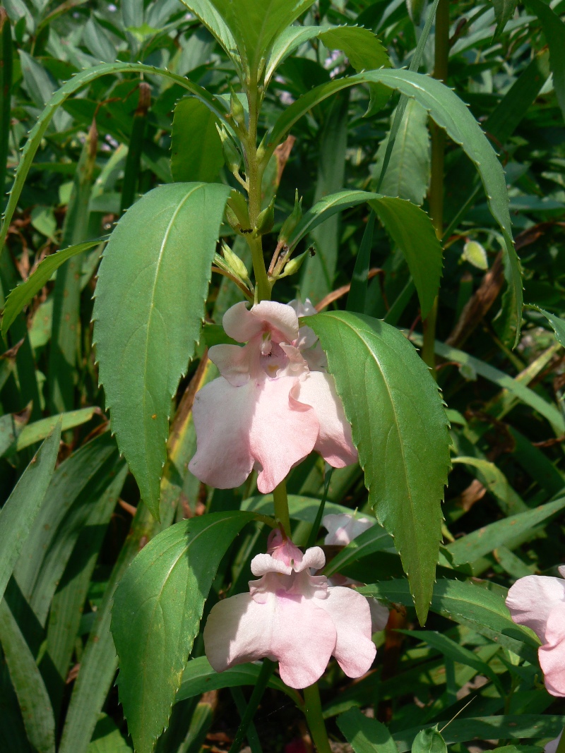 Image of Impatiens balsamina specimen.