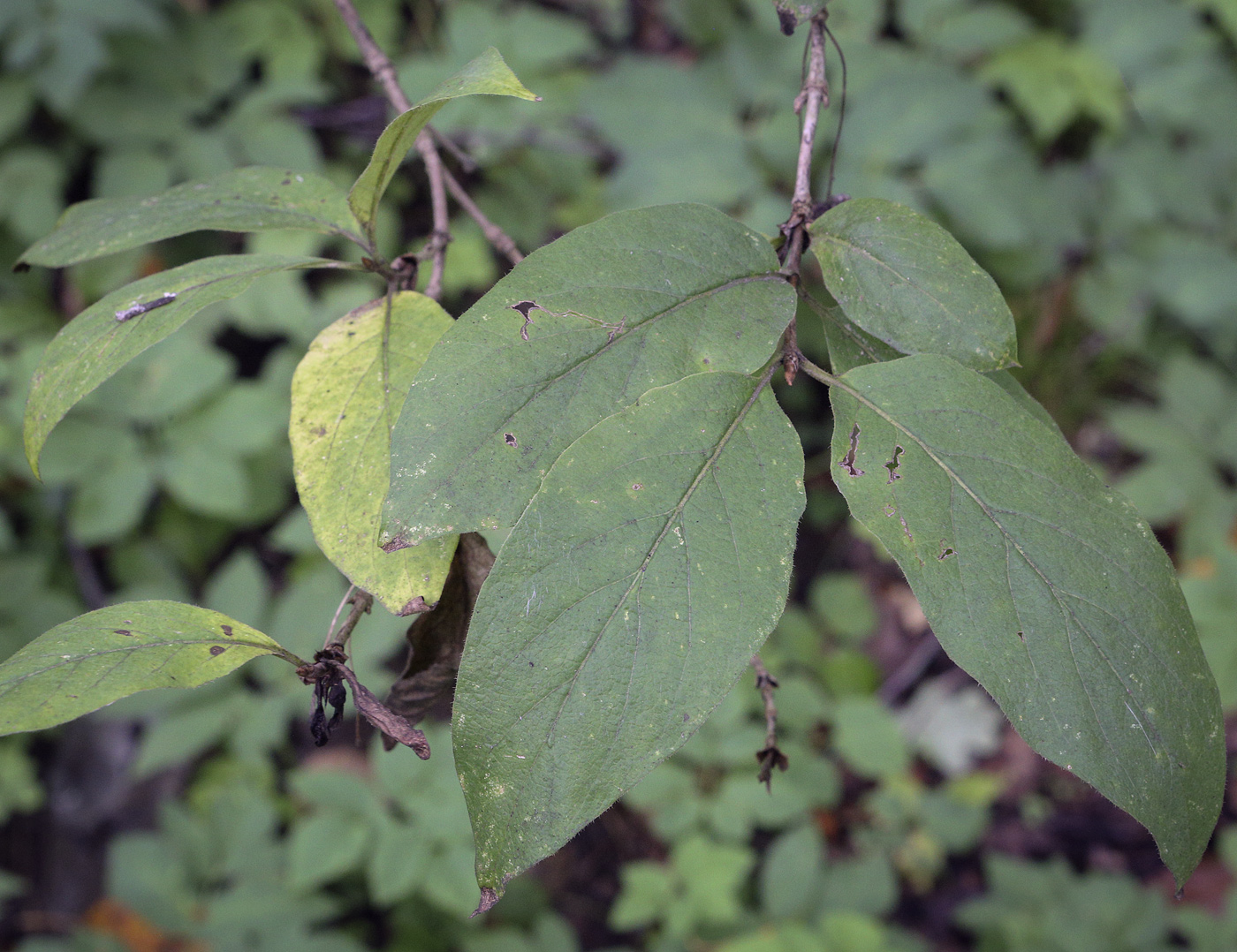 Изображение особи Lonicera glutinosa.