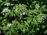 Chaerophyllum aromaticum