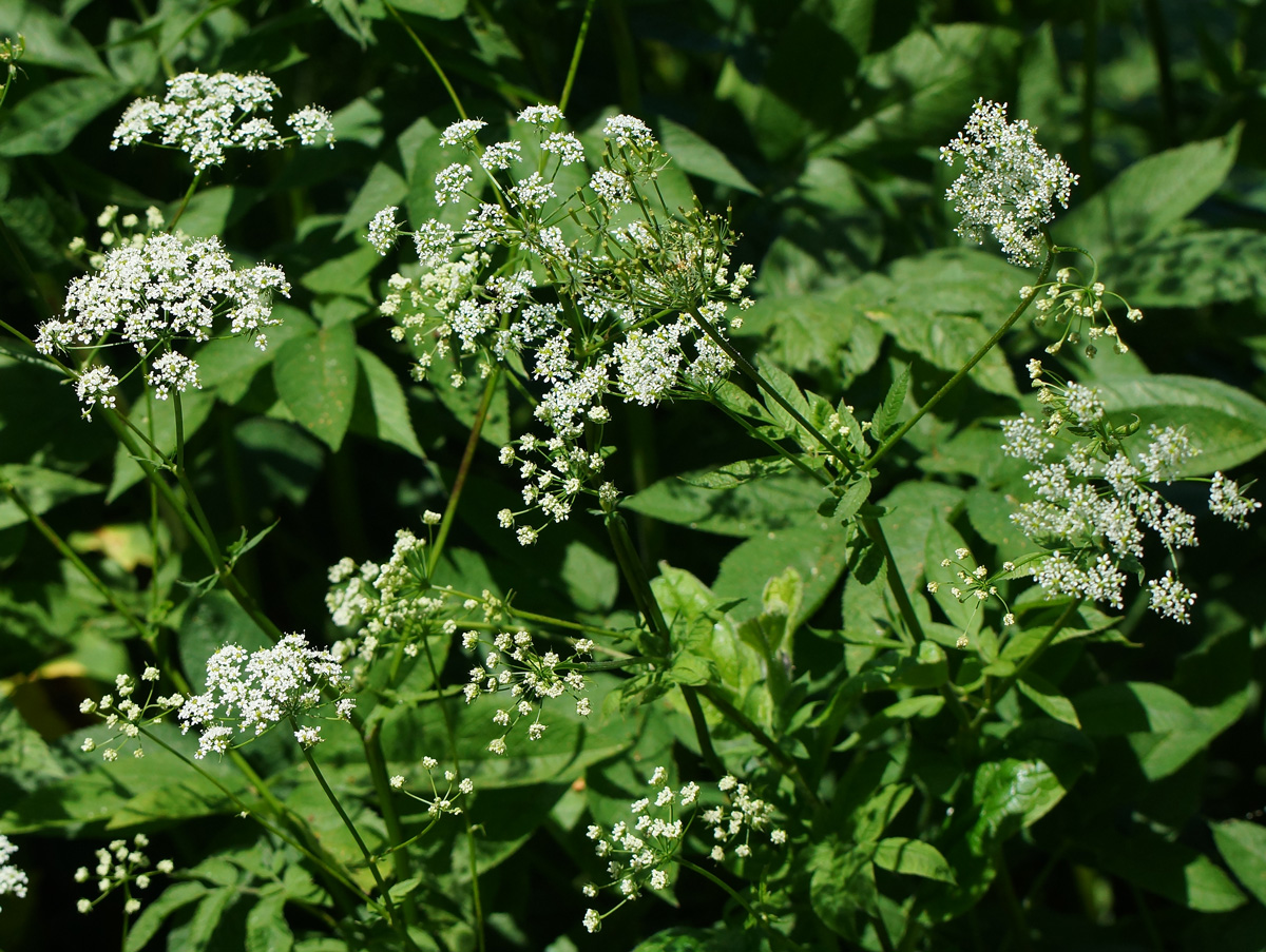 Image of Chaerophyllum aromaticum specimen.