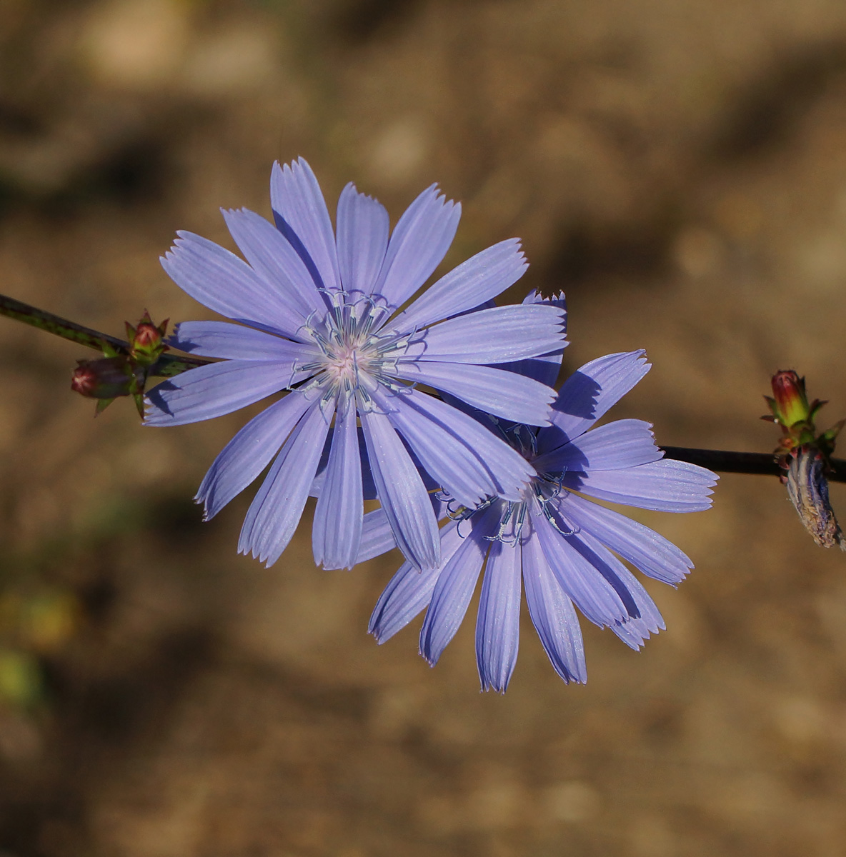 Image of Cichorium intybus specimen.