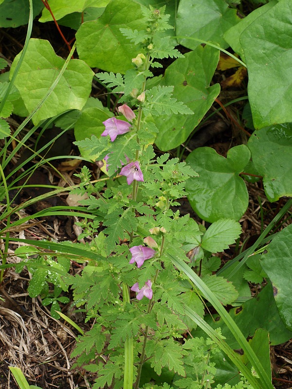 Изображение особи Phtheirospermum chinense.