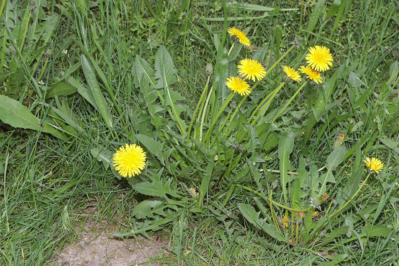 Изображение особи род Taraxacum.