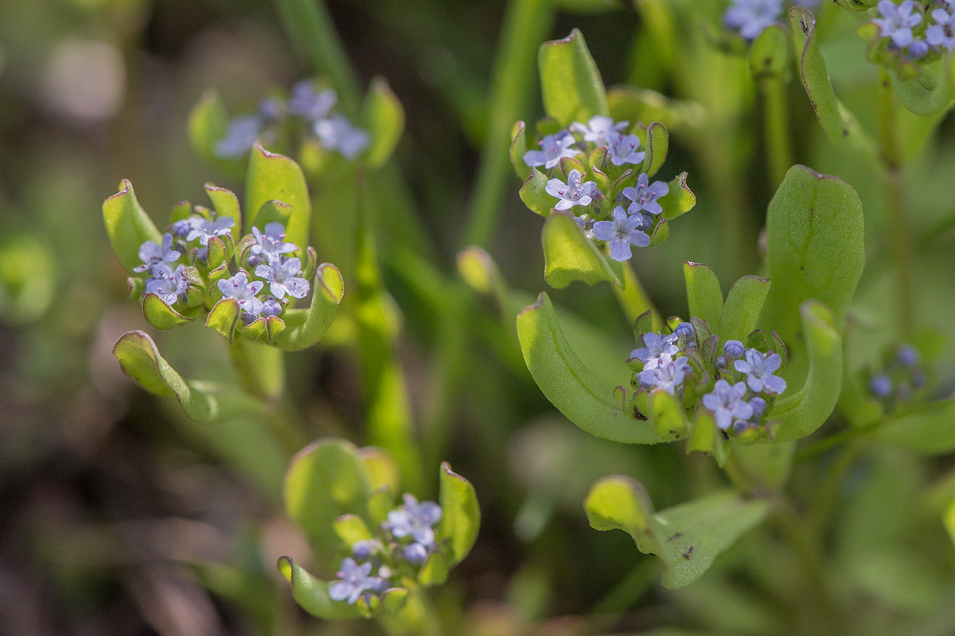 Изображение особи Valerianella locusta.