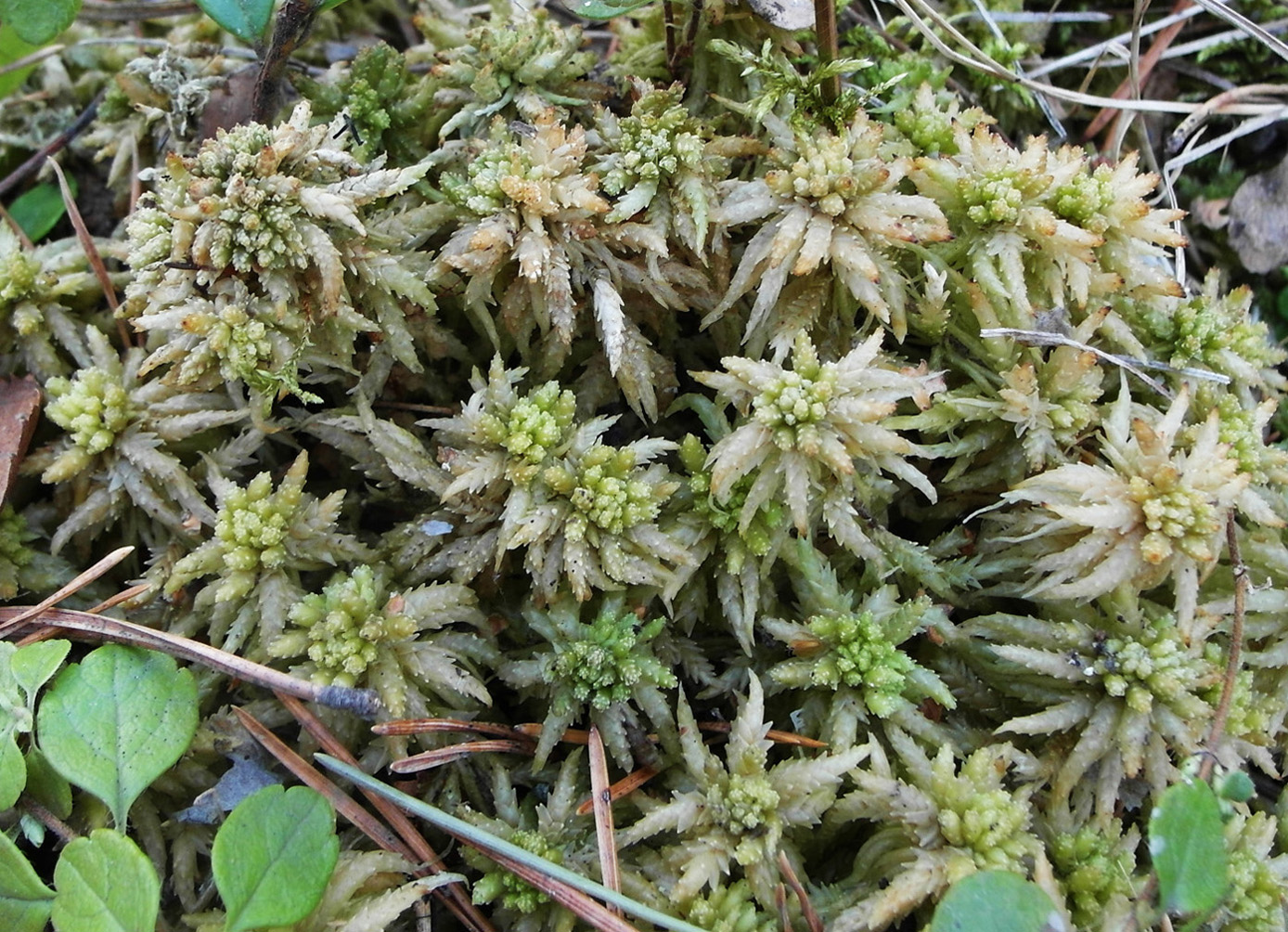 Image of genus Sphagnum specimen.