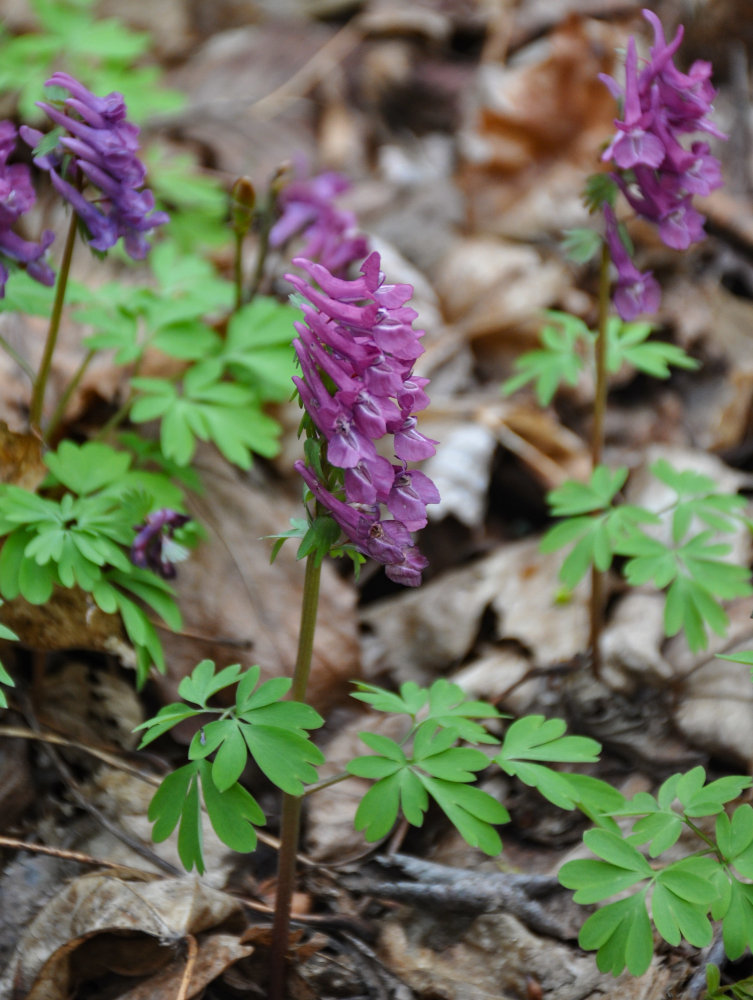 Image of Corydalis solida specimen.