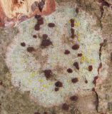 genus Lecanora. Таллом с апотециями на стволе большой старой осины Populus tremula. Московская обл., Одинцовский р-н, окр. г. Кубинка, редколесье с отдельными большими деревьями. 14.04.2022.