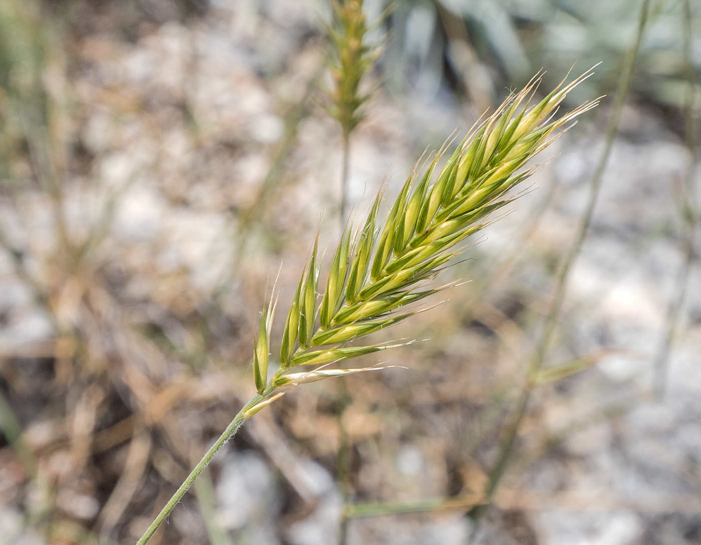 Изображение особи род Agropyron.