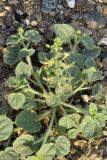 Cleome fimbriata