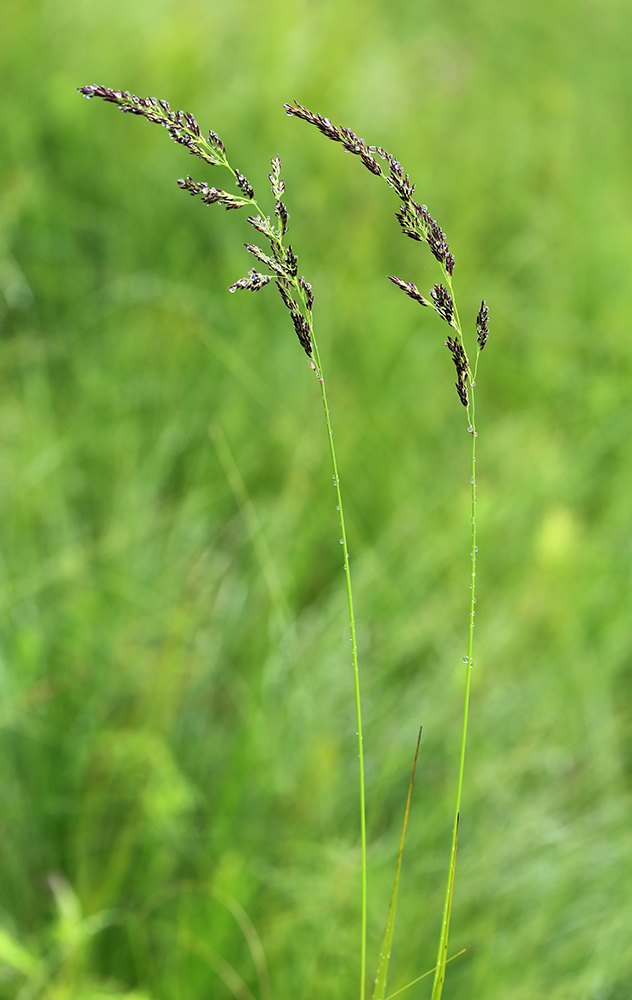 Изображение особи Calamagrostis neglecta.