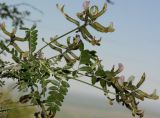 Astragalus neolipskyanus