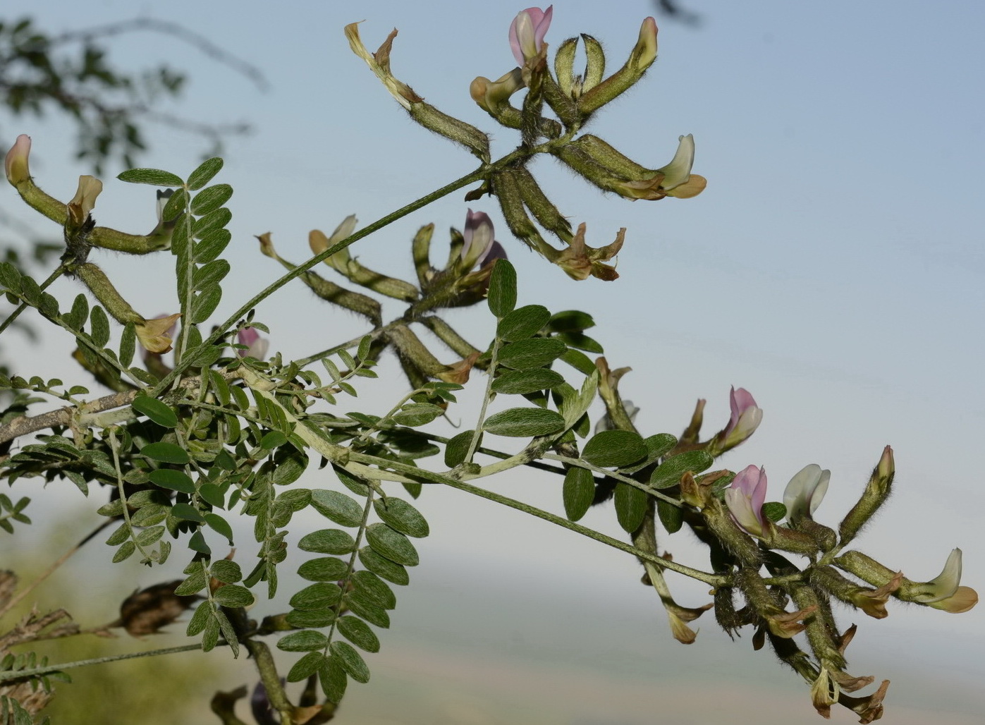 Изображение особи Astragalus neolipskyanus.