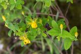 Hypericum xylosteifolium. Цветки, бутоны и листья. Абхазия, окр. г. Новый Афон, обрывистый склон у обочины грунтовой дороги. 19.05.2021.