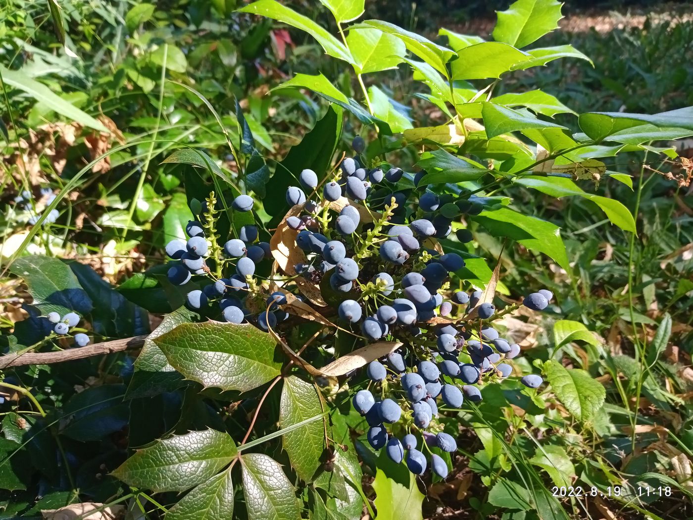 Image of Mahonia aquifolium specimen.