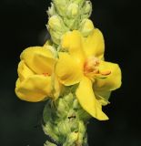 Verbascum densiflorum