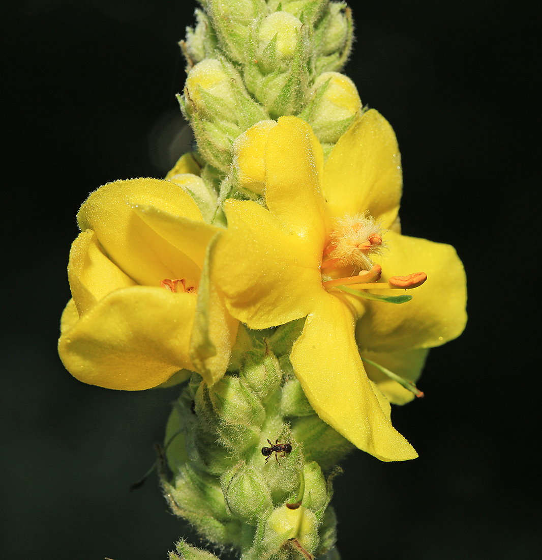 Изображение особи Verbascum densiflorum.