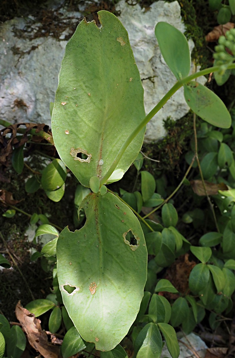 Изображение особи Hylotelephium caucasicum.