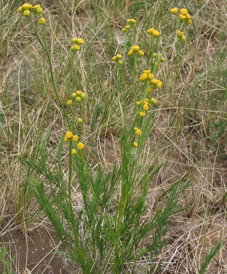 Изображение особи Filifolium sibiricum.