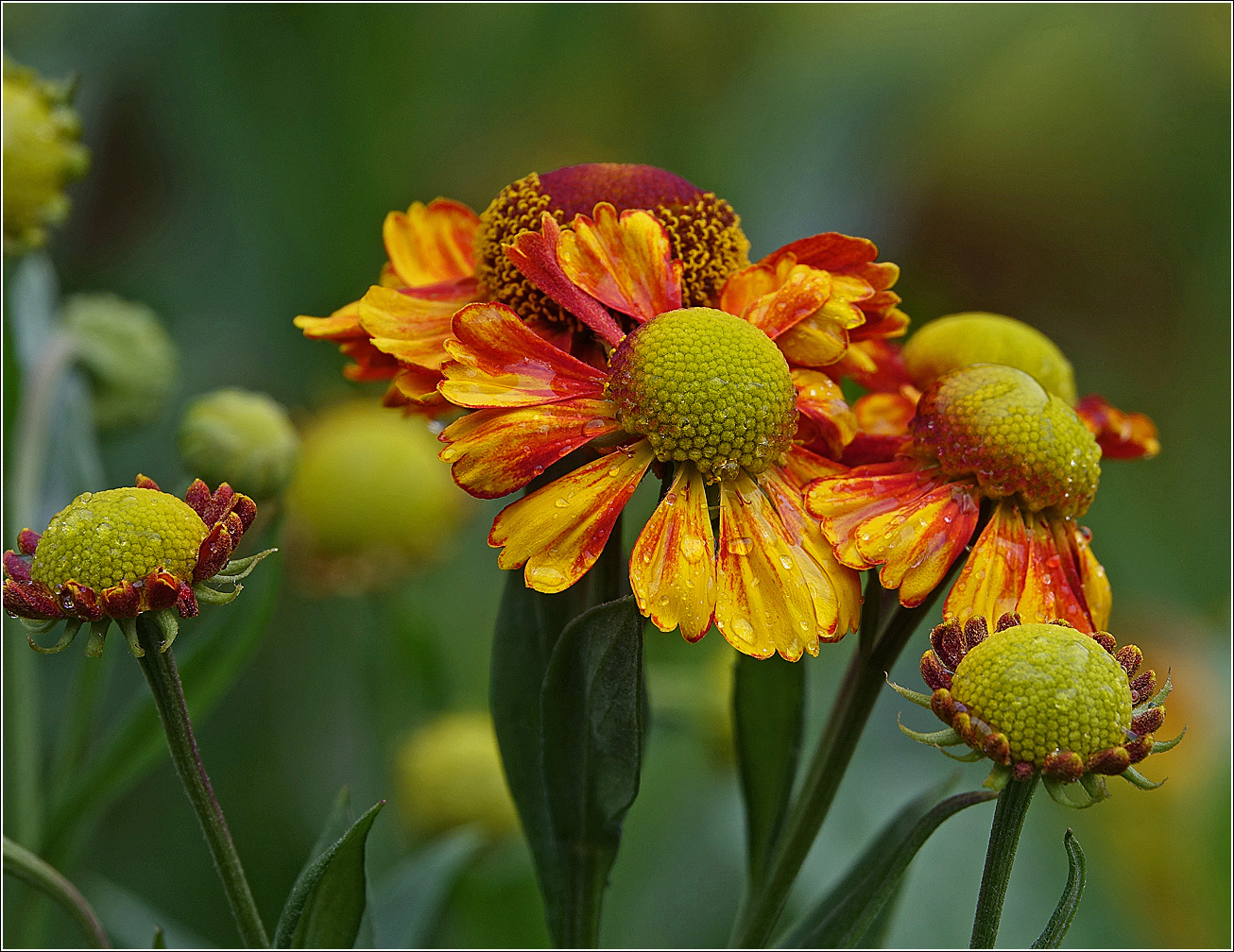 Image of Helenium autumnale specimen.