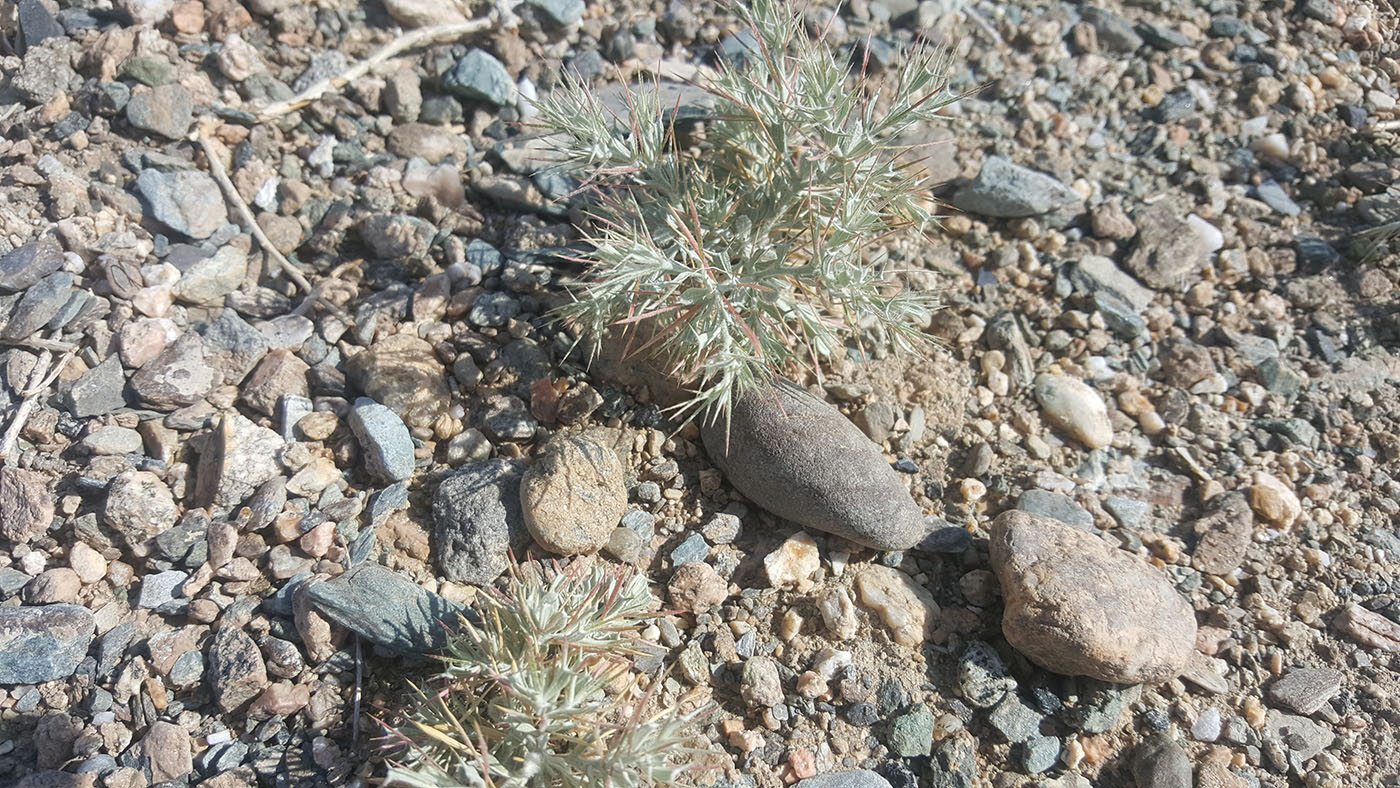 Image of Ceratocarpus arenarius specimen.