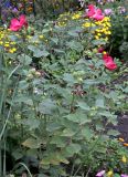 Hibiscus palustris